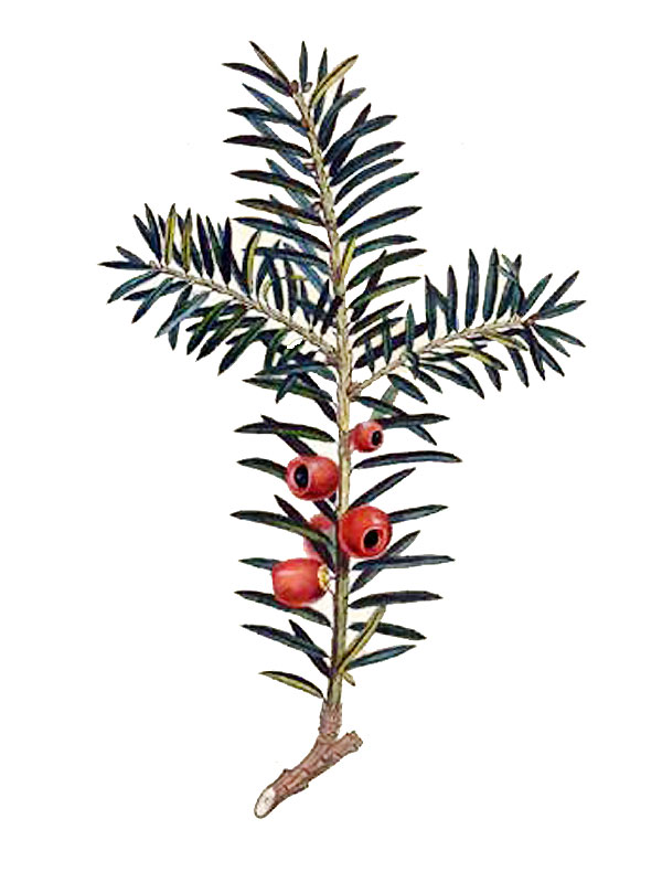 Taxus baccata