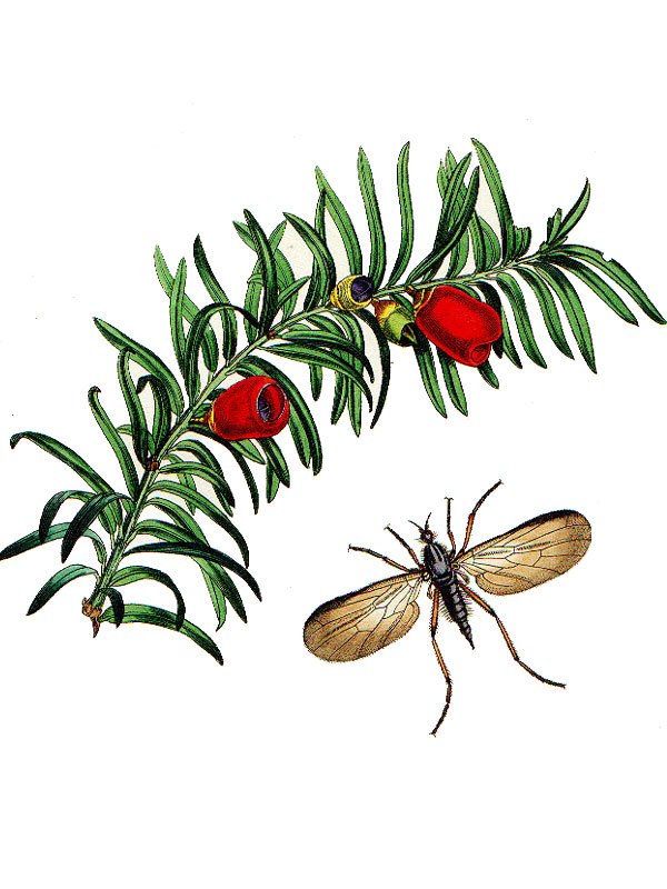 Taxus baccata