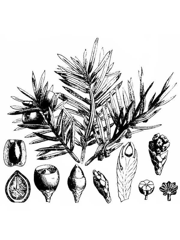 Taxus baccata