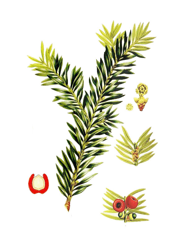 Taxus baccata