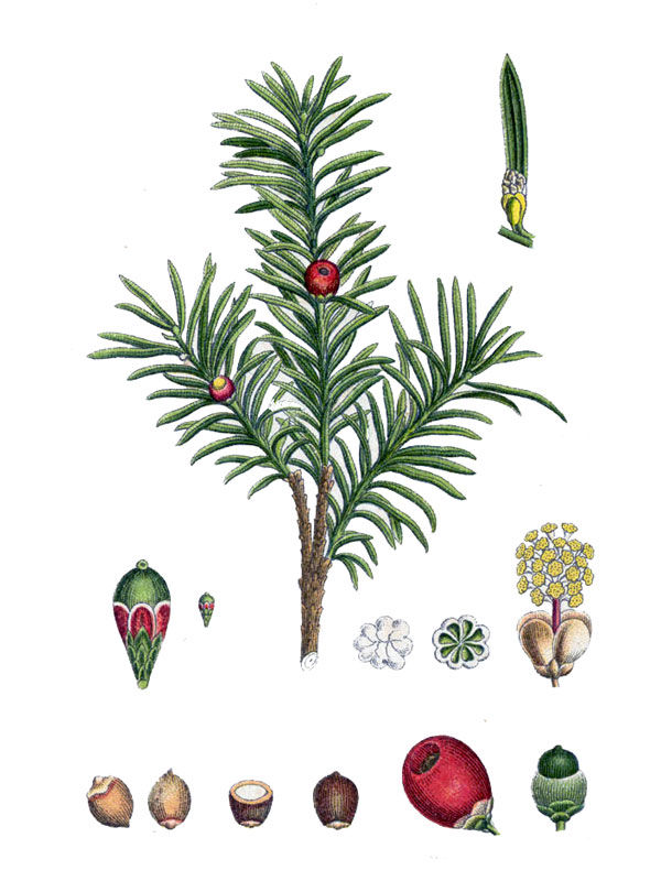 Taxus baccata