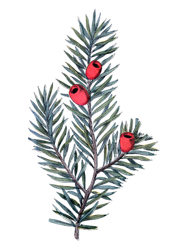 Taxus baccata