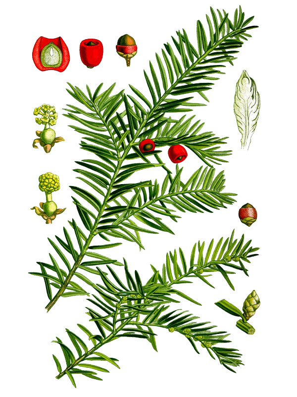 Taxus baccata