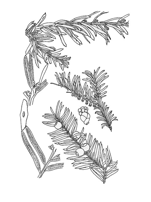 Taxus baccata
