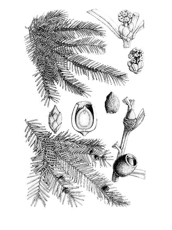 Taxus baccata