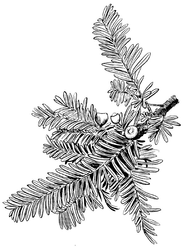 Taxus baccata