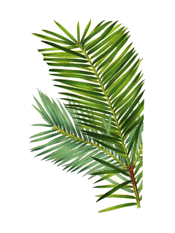 Torreya myristica