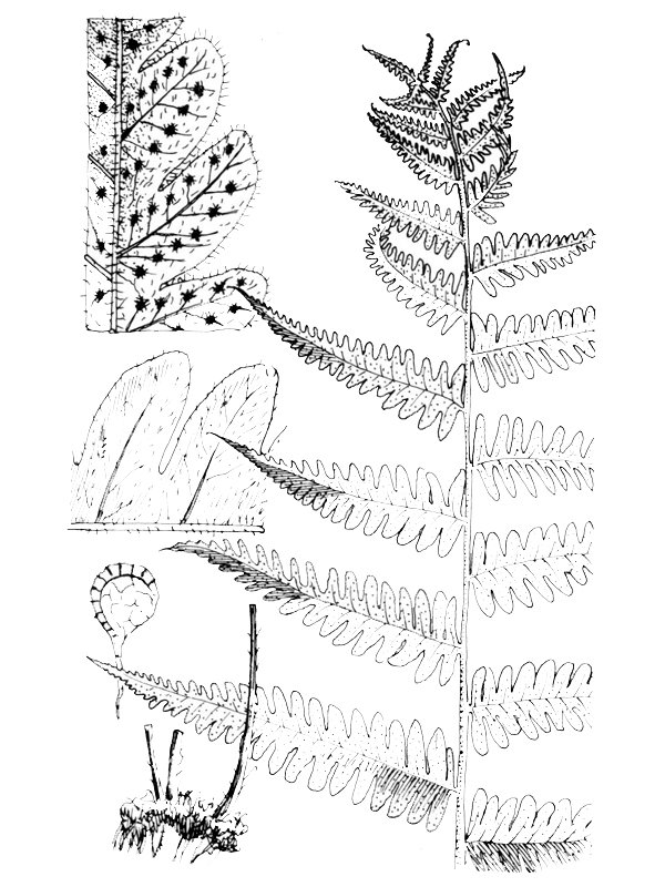 Christella dentata
