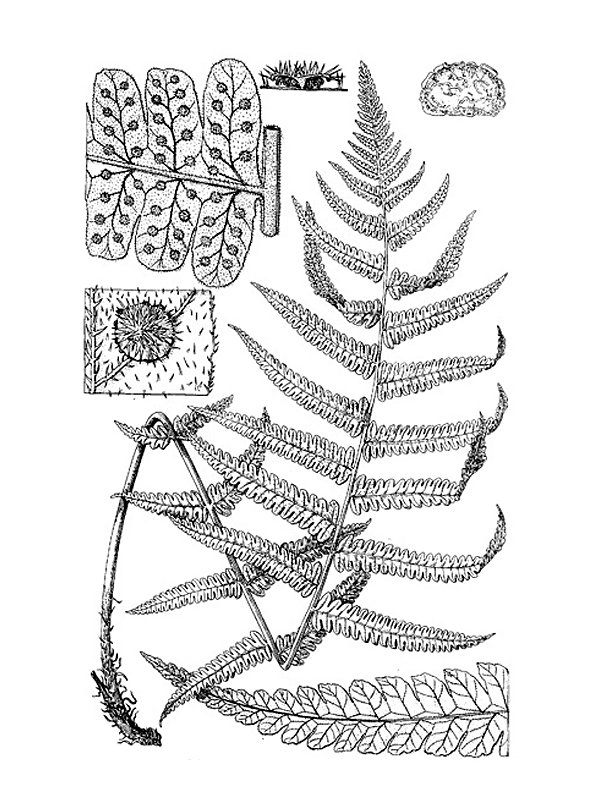 Christella dentata