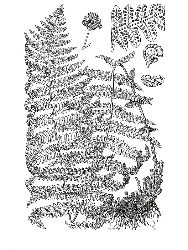 Lastrea limbosperma