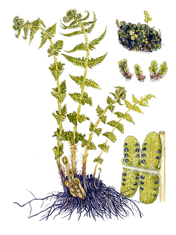 Oreopteris limbosperma