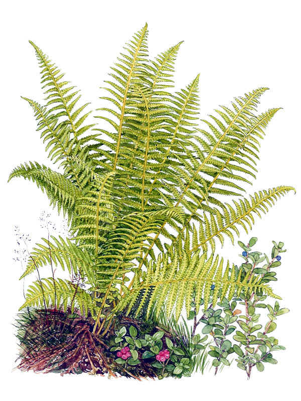 Oreopteris limbosperma