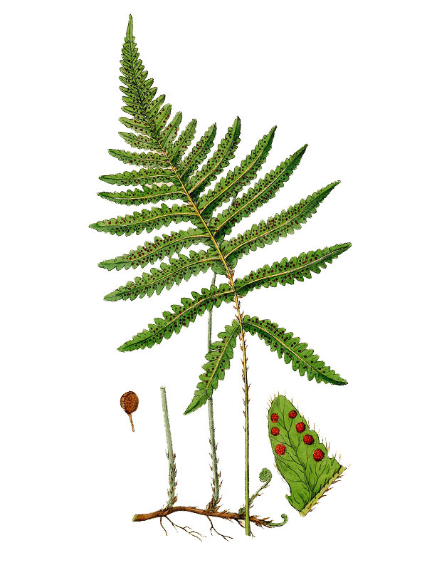 Phegopteris connectilis