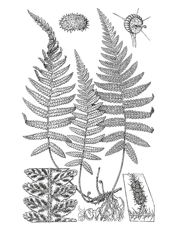 Stegnogramma pozoi