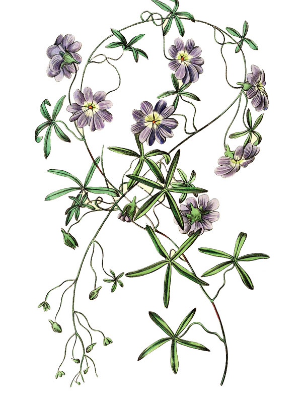 Tropaeolum azureum