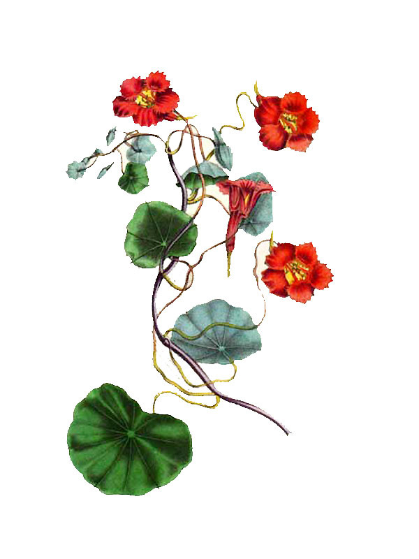 Tropaeolum lobbianum