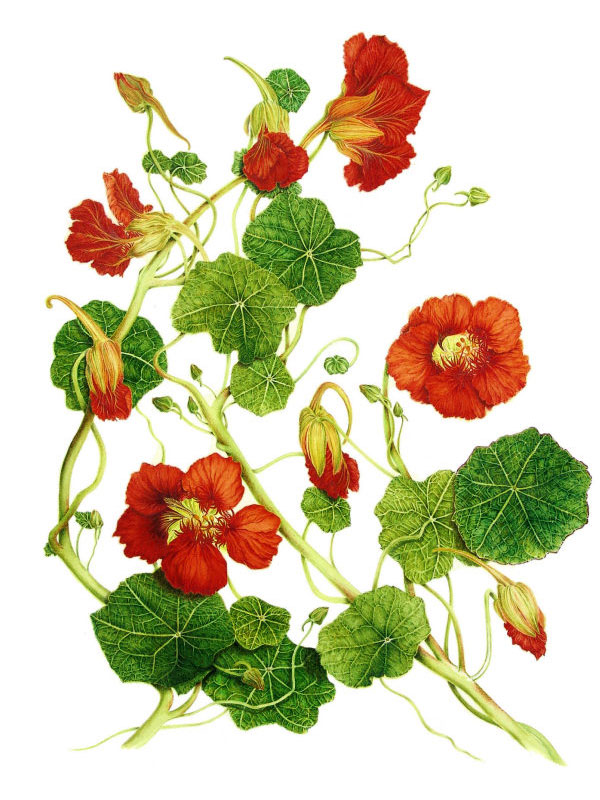 Tropaeolum majus