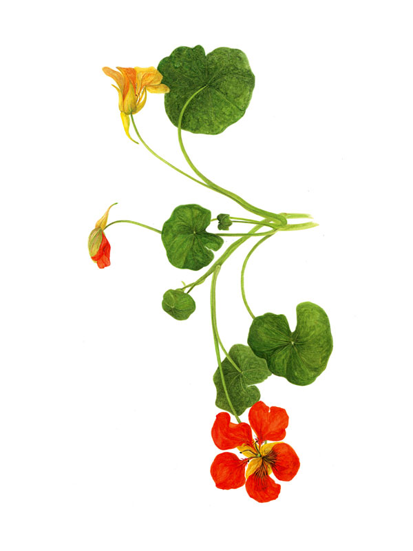 Tropaeolum majus