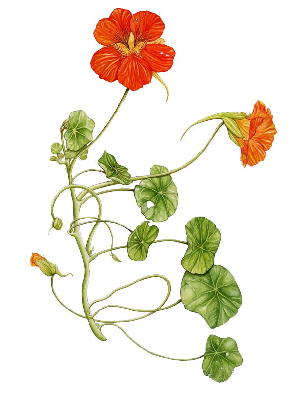 Tropaeolum majus