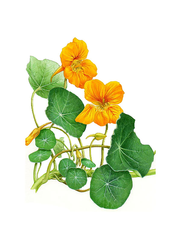 Tropaeolum majus