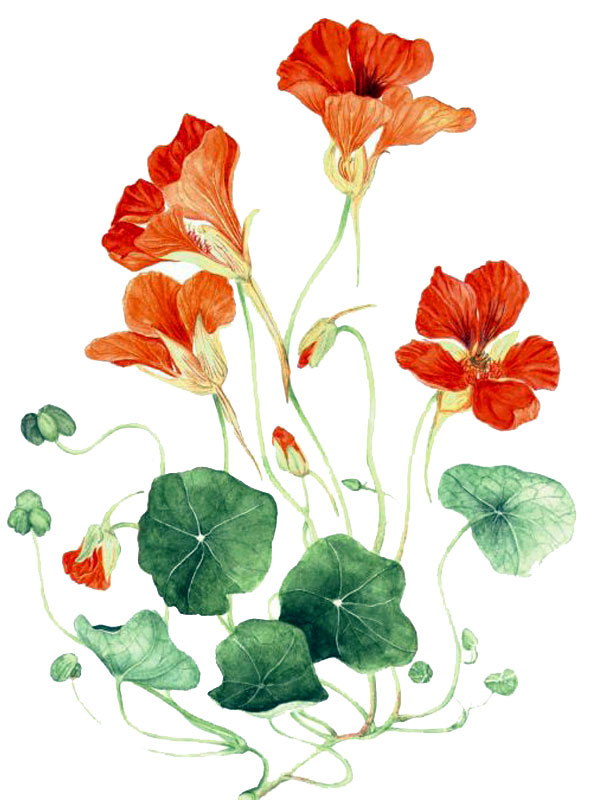 Tropaeolum majus