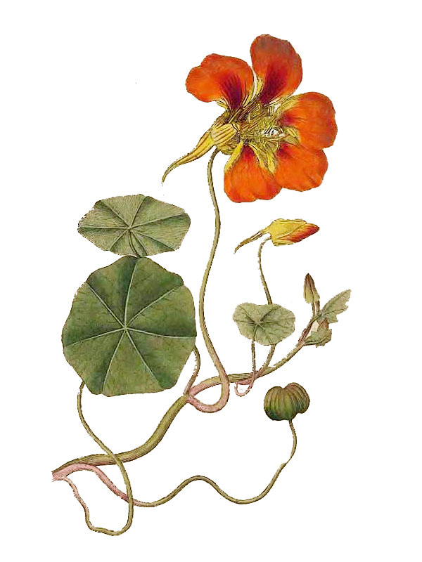 Tropaeolum majus