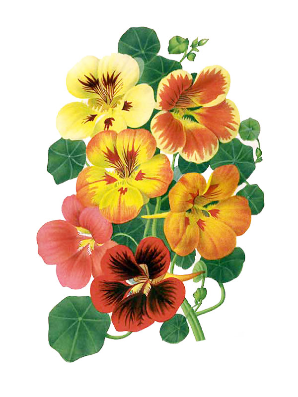 Tropaeolum majus