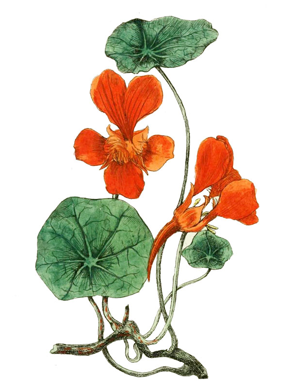 Viola ammotropha