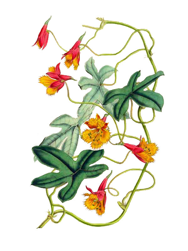Tropaeolum smithii