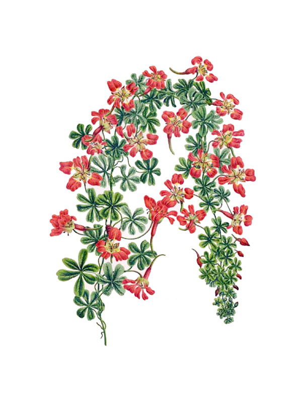 Tropaeolum speciosum