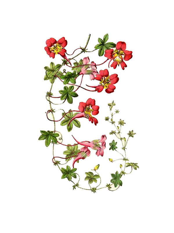 Tropaeolum speciosum