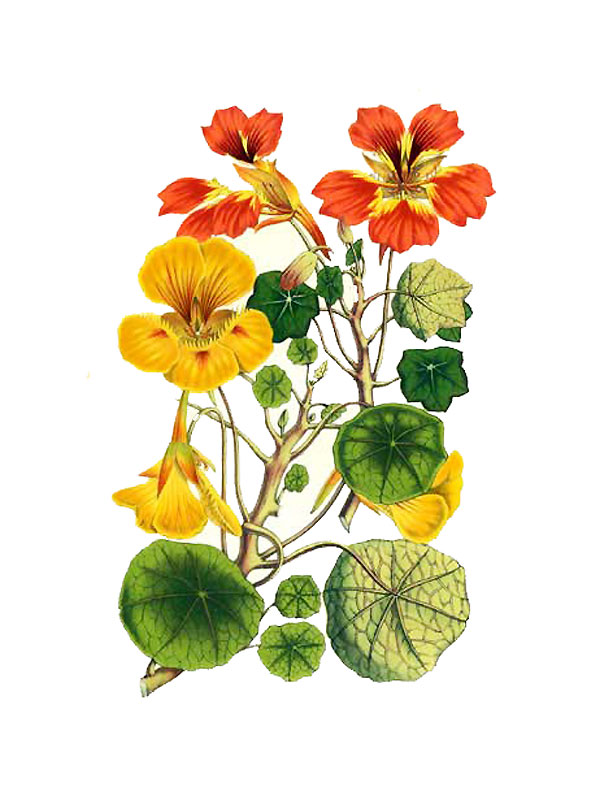 Tropaeolum zanderi