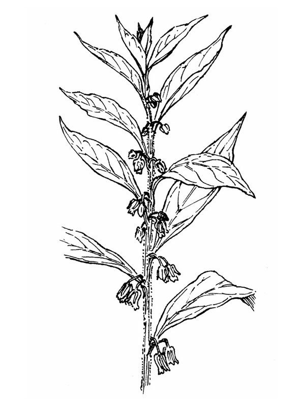 Hybanthus concolor