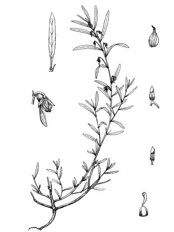 Hybanthus enneaspermus