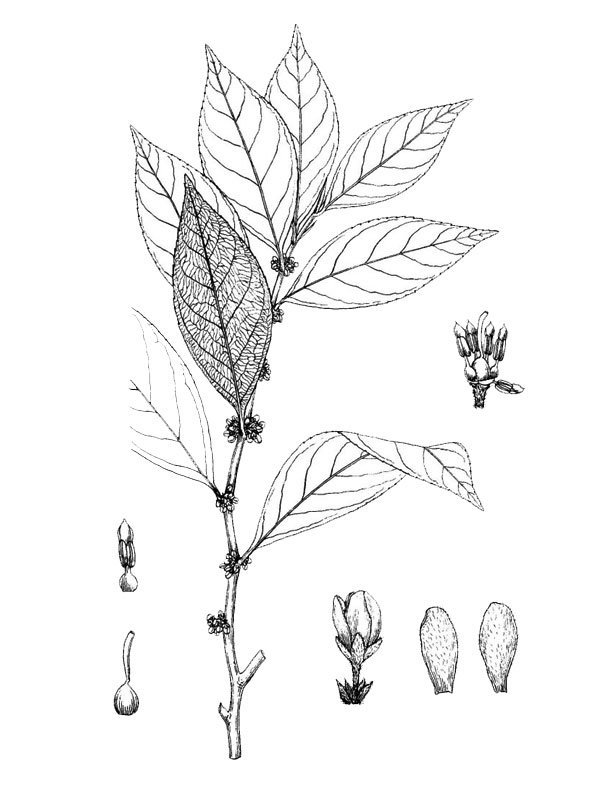 Rinorea bengalensis