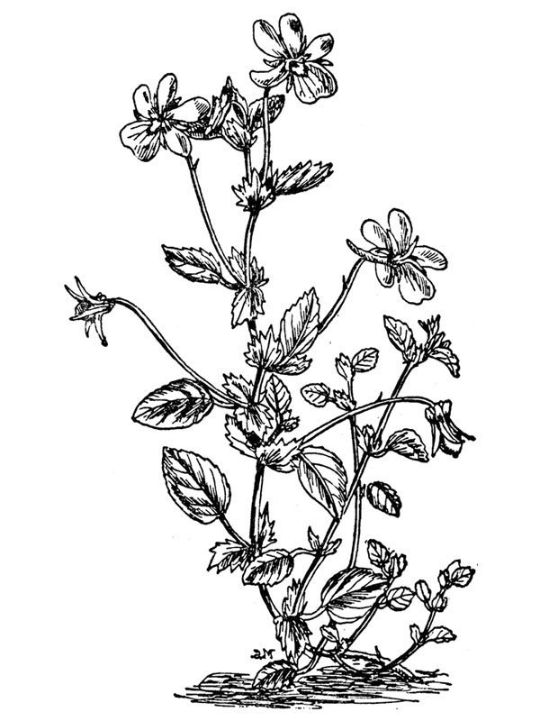 Rinorea cornuta