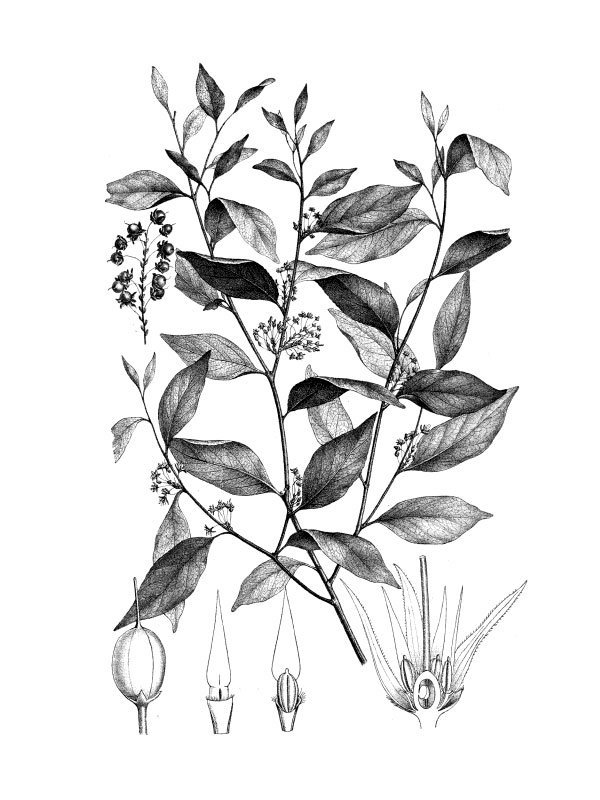 Rinorea gracilipes