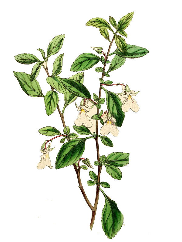 Schweiggeria pauciflora
