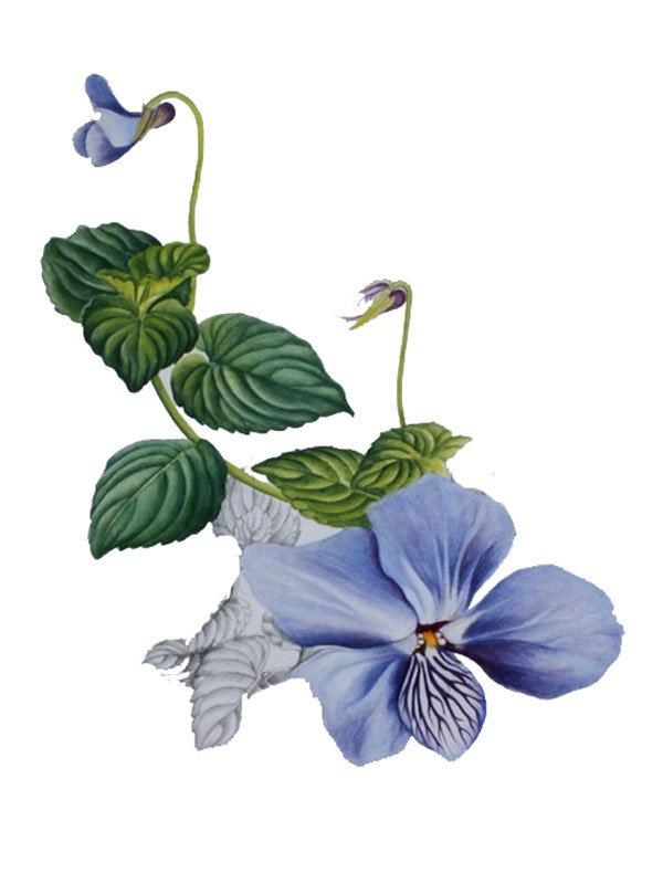Viola abyssinica