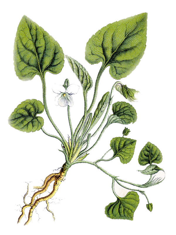 Viola alba