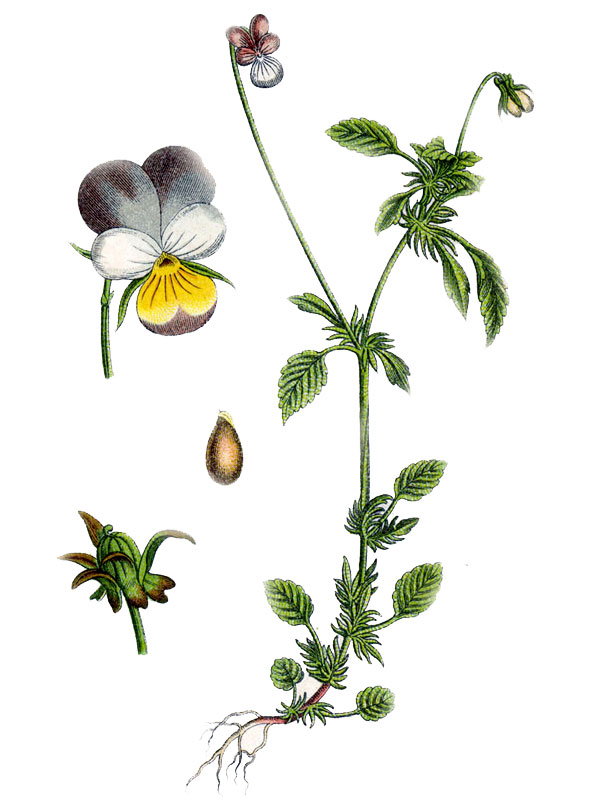 Viola ammotropha