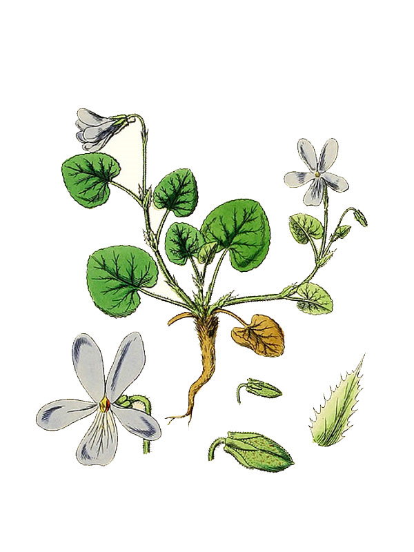 Viola arenaria