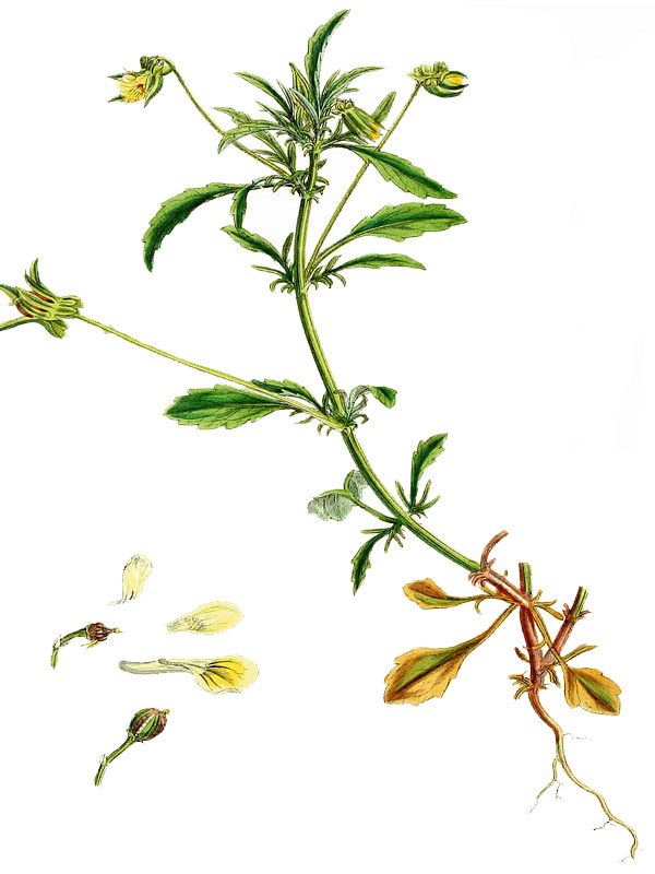 Viola arvensis