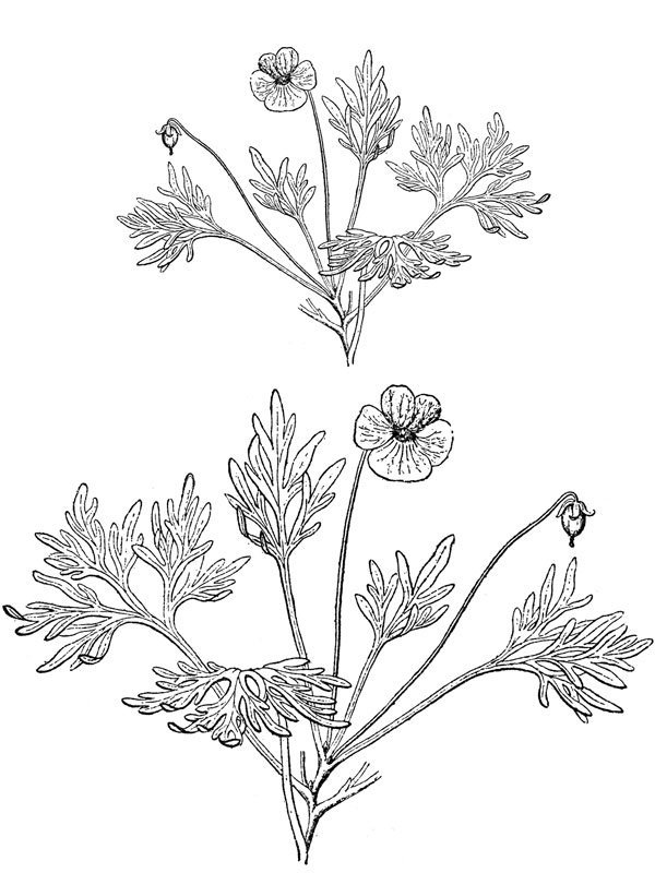 Viola beckwithii