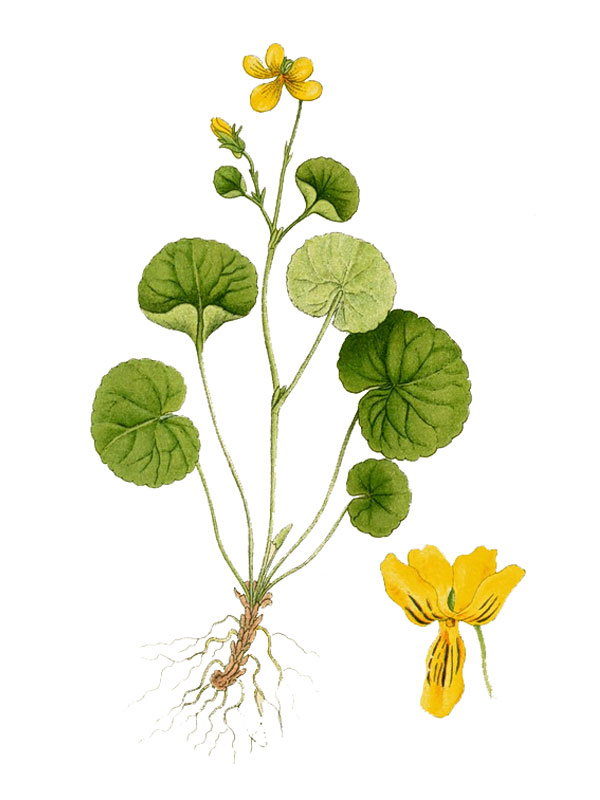 Viola biflora