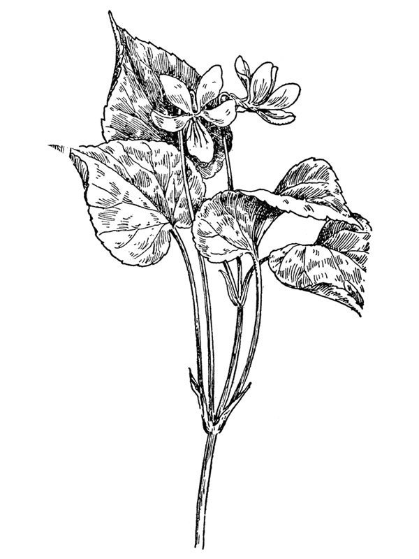 Viola canadensis