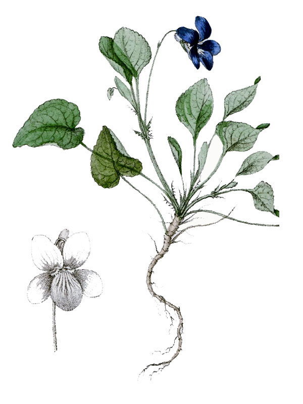 Viola canina