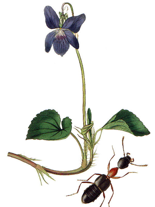 Viola canina