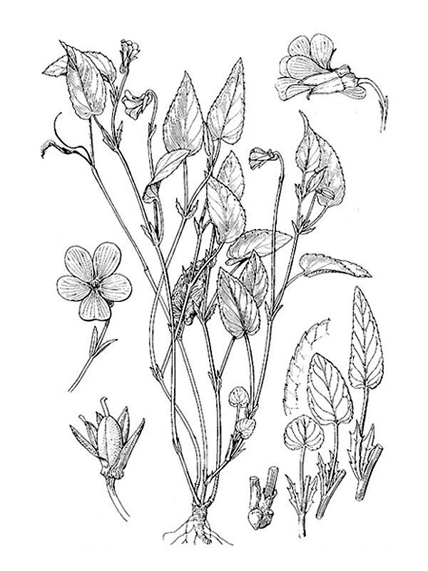 Viola canina
