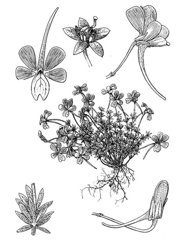 Viola cazorlensis